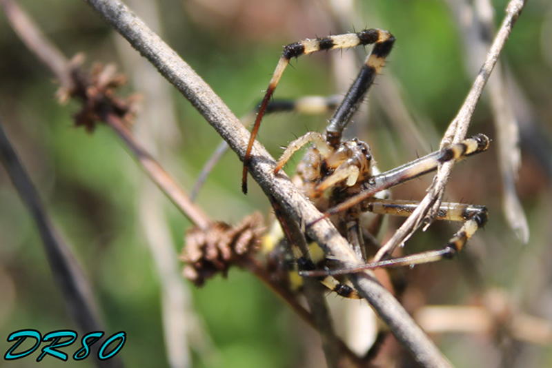 Femmina adulta di Argiope bruennichi?